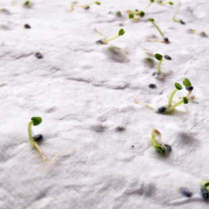 YC6914 Papier semences de format A4 avec votre motif imprimé (image photo). publicitaire personnalisé - vue 10