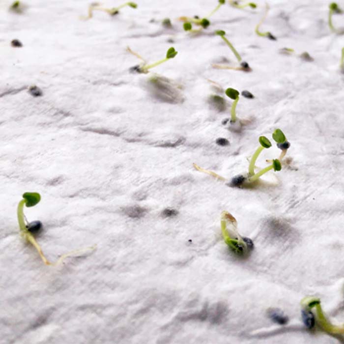 YC6915 Papier semences de format A5 avec votre motif imprimé (image photo). publicitaire personnalisé - vue 2