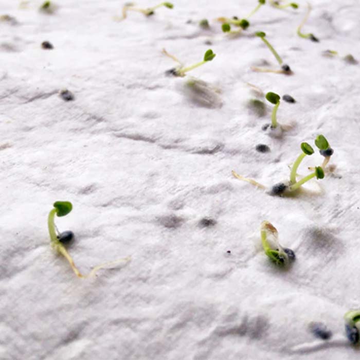 YC6916 Papier semences de format A6 avec votre motif imprimé (image photo). publicitaire personnalisé - vue 2