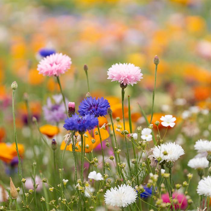 YC6915 Papier semences de format A5 avec votre motif imprimé (image photo). publicitaire personnalisé - vue 3