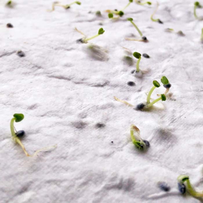 YC6915 Papier semences de format A5 avec votre motif imprimé (image photo). publicitaire personnalisé - vue 6